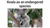 Koala as an endangered species