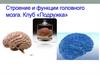 Строение и функции головного мозга