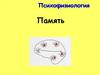 Психофизиология. Память
