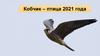 Кобчик – птица 2021 года