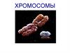 Строение и функции хромосом