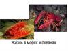 Жизнь в морях и океанах