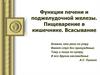 Функции печени и поджелудочной железы. Пищеварение в кишечнике. Всасывание