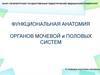 Функциональная анатомия органов мочевой  системы