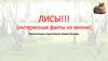 Интересные факты из жизни лисы