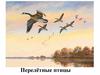 Птицы перелётные
