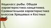 Надкласс рыбы. Общая характеристика ланцетника. Сравнительная характеристика классов Хрящевых и Костных рыб