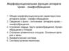 Морфофункциональная функция аппарата крово - лимфообращения