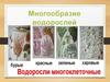 Многообразие водорослей