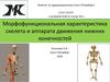Морфофункциональная характеристика скелета и аппарата движения нижних конечностей человека