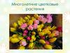 Многолетние цветковые растения