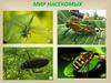 Насекомые. Бабочки