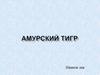 Амурский тигр