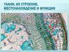 Ткани, их строение, местонахождение и функции