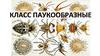 Класс Паукообразные