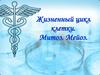 Жизненный цикл клетки. Митоз. Мейоз