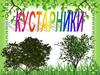 Кустарники
