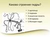 Каково строение гидры?