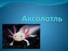 Аксолотль