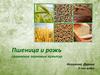 Пшеница и рожь. Сравнение зерновых культур