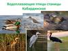 Водоплавающие птицы станицы Кабардинская