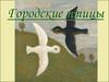 Городские птицы