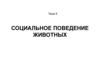 Социальное поведение животных