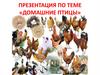 Лексическая тема Домашние птицы