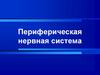 Периферическая нервная система человека. (Лекция 6.1)