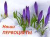 Наши первоцветы