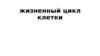 Жизненный цикл клетки