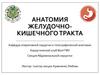 Анатомия желудочно-кишечного тракта