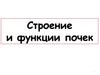 Строение и функции почек
