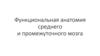 Функциональная анатомия среднего и промежуточного мозга