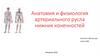 Анатомия и физиология артериального русла нижних конечностей