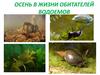 Осень в жизни обитателей водоемов
