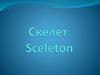 Скелет