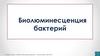 Биолюминесценция бактерий