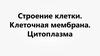 Строение клетки. Клеточная мембрана. Цитоплазма
