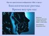 Биологические ритмы. Время внутри нас