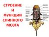 Строение и функции спинного мозга