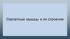 Скелетные мышцы и их строение