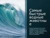 Самые быстрые водные животные