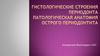 Гистологические строения периодонта. Патологическая анатомия острого периодонтита