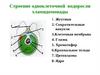 Строение одноклеточной водоросли хламидомонады