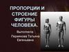 Пропорции и строение фигуры человека