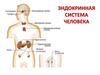 Эндокринная система человека