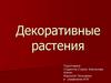 Декоративные растения