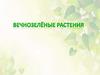 Вечнозеленые растения