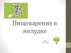 Пищеварение в желудке